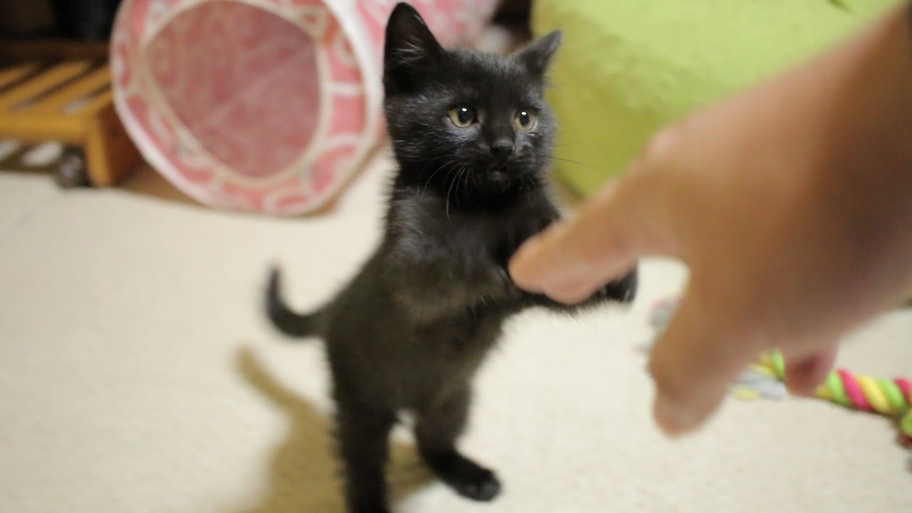 14 12 3 黒子猫のクロ Kuro Of Black Kitten 瀬戸の黒猫日記 Youtube