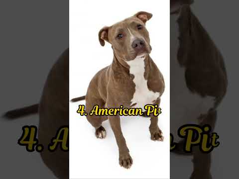 Top 5 Favorite Dog Breeds 2025 Dog Dogshorts Top5 