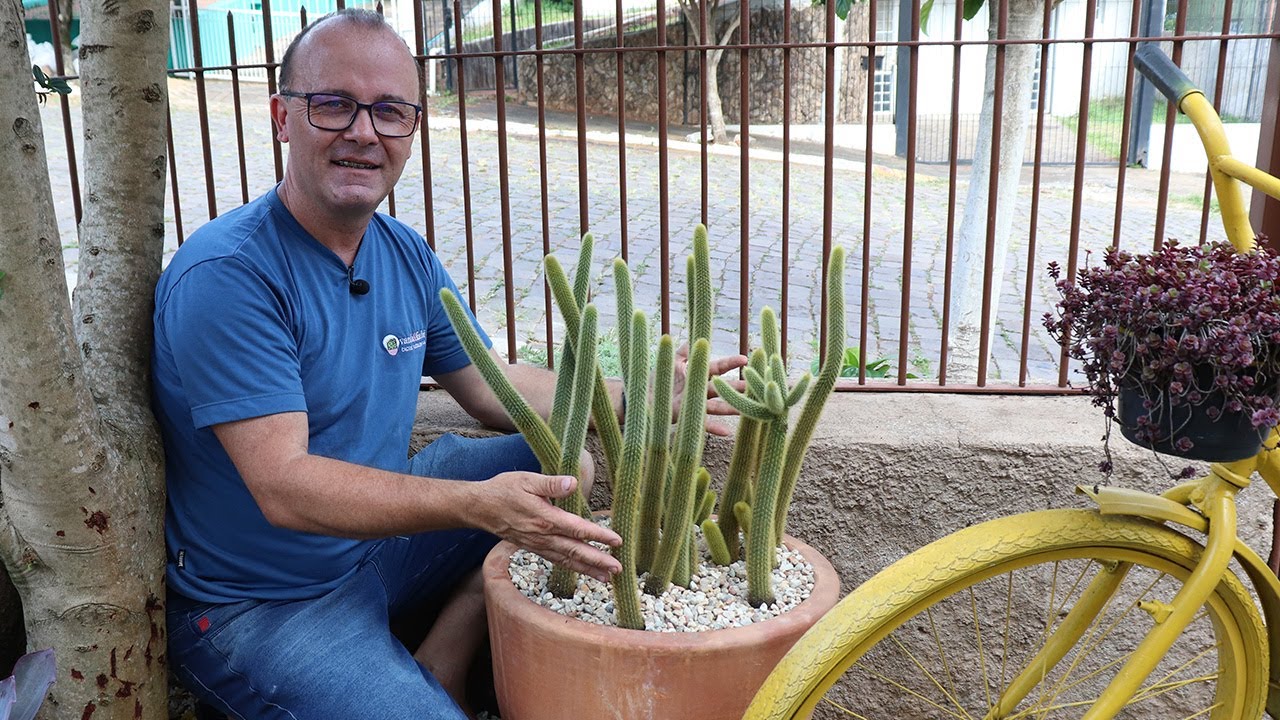 MUDANÇA INESPERADA NO JARDIM DE SUCULENTAS .