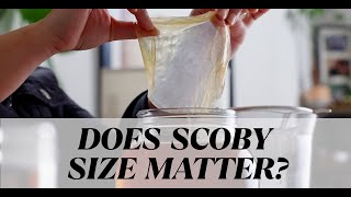 Does SCOBY size matter in homemade kombucha?