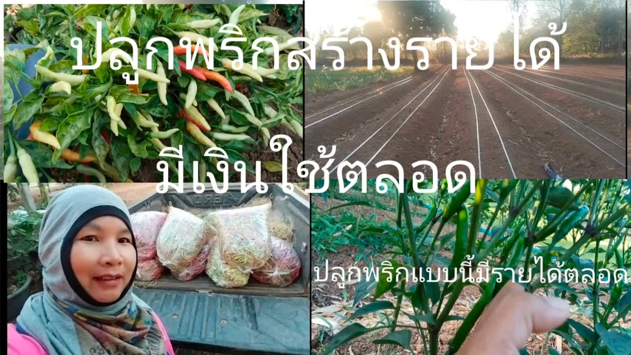 พริกรุ่นนี้กำลังจะได้เก็บเตรียมปลูกพริกอีกรุ่น
