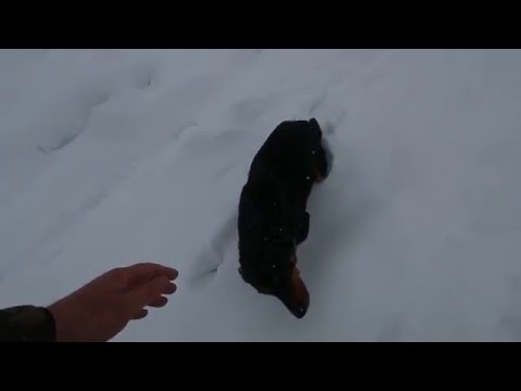 რაჭა. შქმერი.