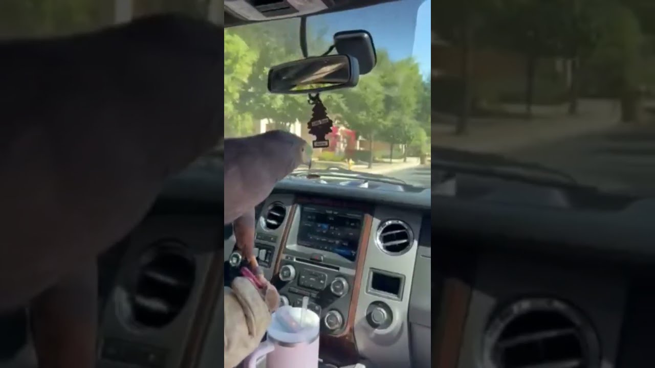 These Birds Crush It Everyday Hawk Fly Animals Falconry Abatement
