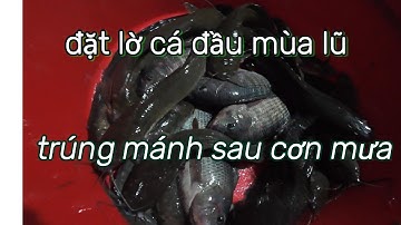 Đặt Lờ Bắt Cá Lóc Mùa Nước Nổi – Thu Hoạch Cá Đầy Lờ Sau Một Đêm || Biên an giang Vlog