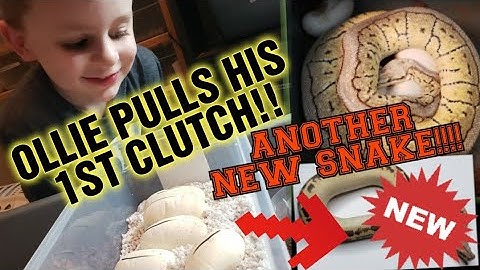 Ollie pulls his first clutch!! NEW SNAKE from Cold Blooded Earth!! More Shorties!!