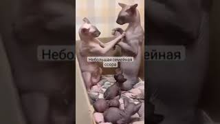 Видео о животных из интернет 218 #cat #смешновидео #funny