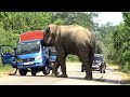 Wild elephant trouble with a vehicle