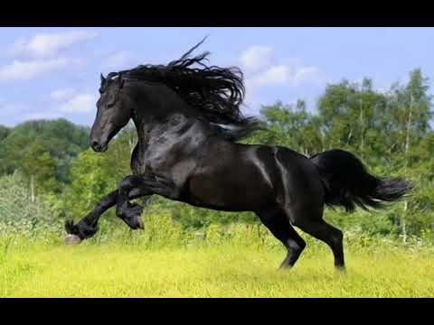 اغنيه بلاك هورس القافله تسيررررر