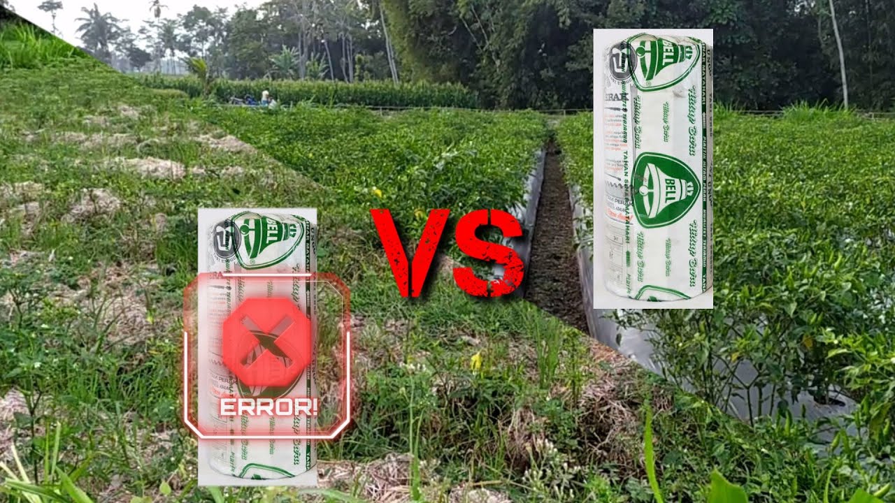 CABE RAWIT | Perbandingan Menanam Cabe Rawit dg Plastik Mulsa dan tanpa
