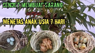 MEMANTAU ANAK BURUNG CENDET DI ALAM LIAR||DARI BUAT SARANG SAMPAI ANAK USIA 7HARI!!