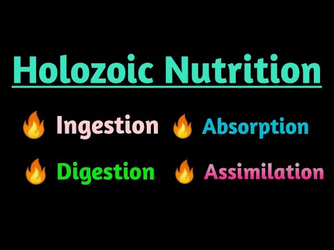 Holozoic Nutrition,Process of Holozoic Nutrition | Ingestion | Digestion | Absorption | Assimilation