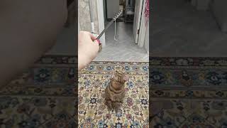 #cat #spring #видео #cute #funny #catlover #прикол #мем #котик #кот #юмор #shortvideo #shots #shorts