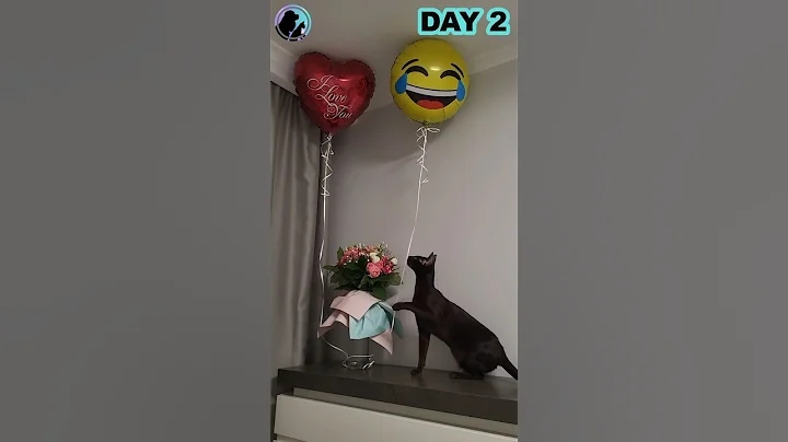 Video 11796781: oriental cats