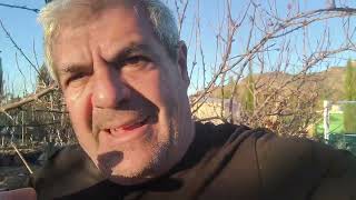 Poda del cerezo, las dos fechas idóneas para realizar la poda.