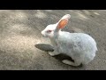 Rabbit going outside  gappus family 