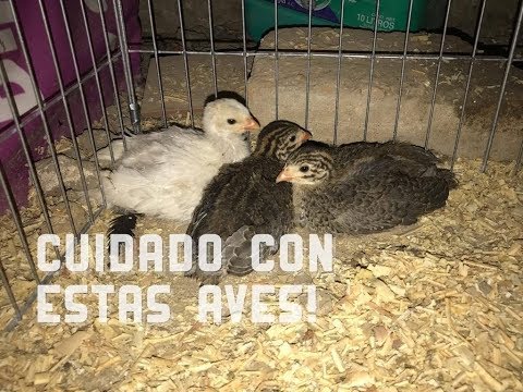 GALLINAS GUINEA, JAULAS NUEVAS Y TENGAN CUIDADO CON ESTAS AVES