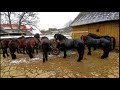 Caii de la Herghelia Fitero , beautiful horses a lui Ionica Gavrilan din Gura Putnei -Bucovina