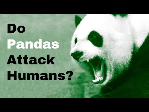 Video: Are pandas dangerous to humans? Don't tease the bamboo bear