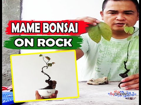 Video: Pruning Currant Bushes: Paano Pugutan ang mga Currant