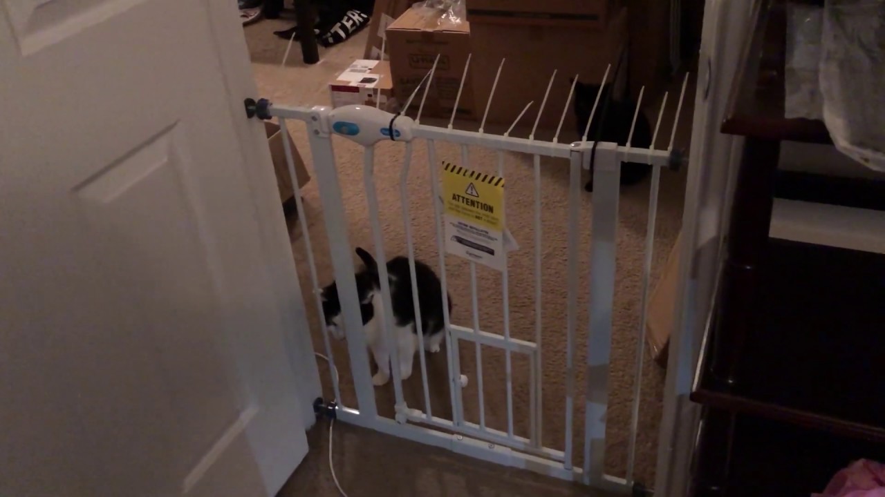 Carlson Pet Gate Review And Modification (Cat Jumping Proof)