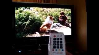 TV satelital, actualizado