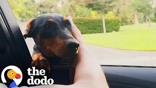 doberman puppy found all alone ends up sweetest new family
