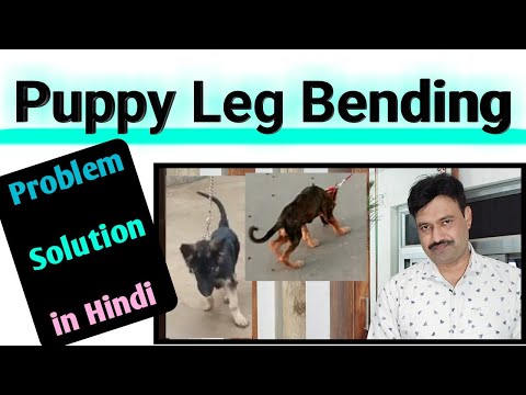 dog puppy leg bending problem solution कुत्ते के पैर का इलाज leg bending in dog puppies D D Ramawat