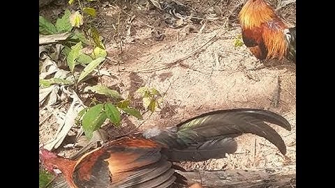 ຕໍ່ໄກ່ປ່າມາໄວ dib qaib qus tuaj ceev heev