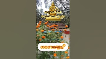 സ്വാമിയേ ശരണമയുപ്പാ 1 #shortvideo #ayyappaswamysongs #shortsfeed #viralvideo