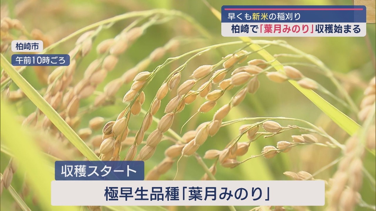 極早生米「葉月みのり」収穫スタート 品質良好で期待高まる【新潟