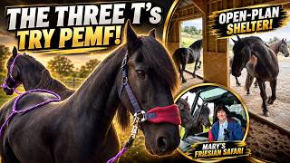 3 T’s Try PEMF for the First Time… As Nero & Friends Explore Their New Open-Plan Shelter!