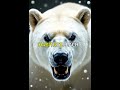 Polar Bear vs Grizzly Bear, Ultimate Showdown. #Shorts #VidNarrate