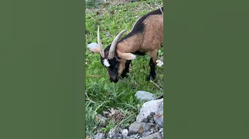 Hazel crushes thistles #goat #goatlife #plants #thistle #animal #farm #homestead #farmlife