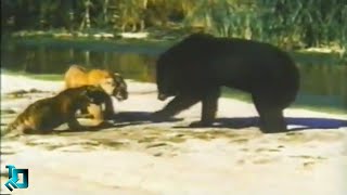 Медведь Против Двух Тигров / Сумасшедшие Битвы Животных, Снятые На Камеру