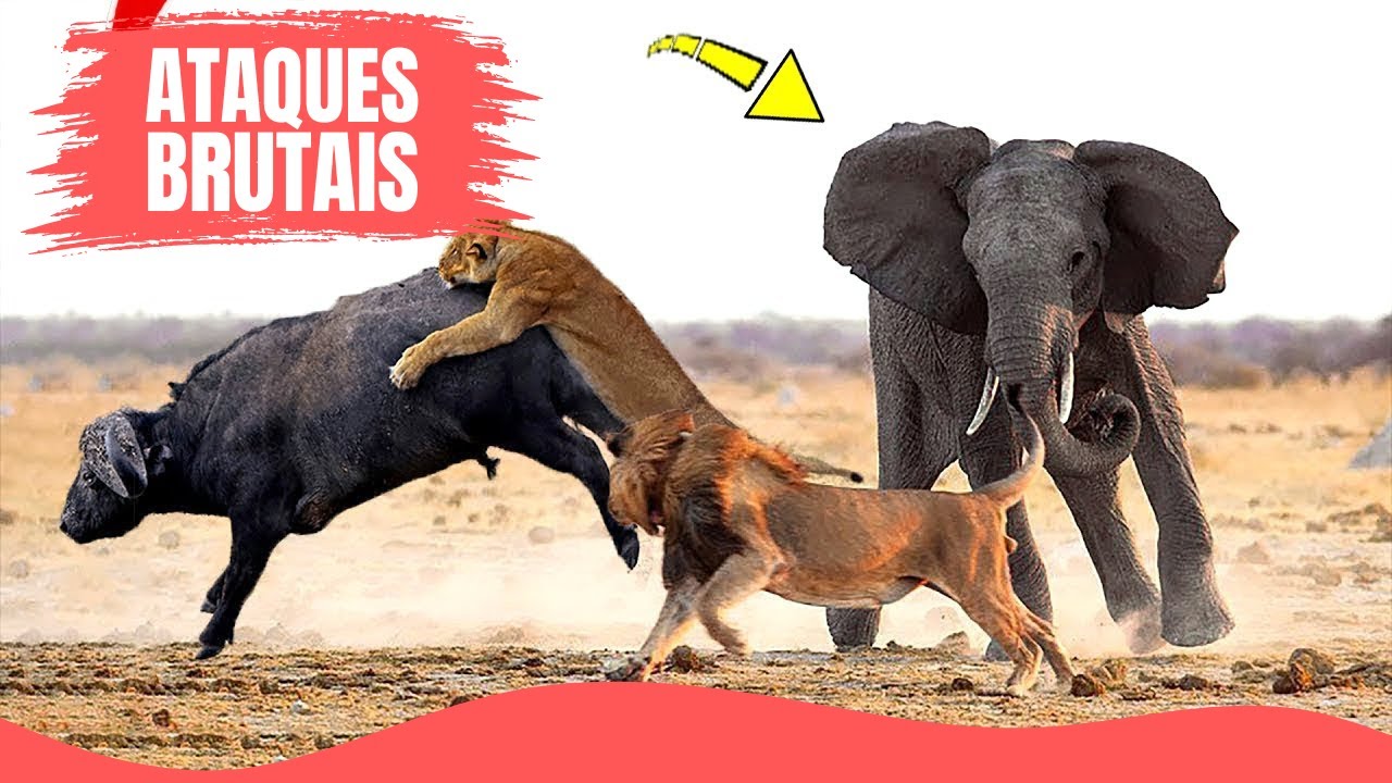 Batalha Animal: Confrontos Épicos e Ataques Selvagens na Natureza - YouTube