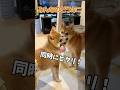 #めざましmediaみんなのどうぶつ #ポメ柴 #犬 #shorts