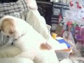 Funny comedy humping dog