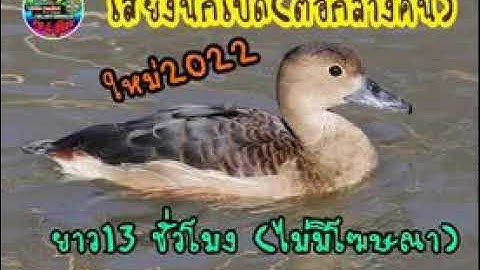 เสียงต่อนกเป็ด(กลางคืน)#0990610057