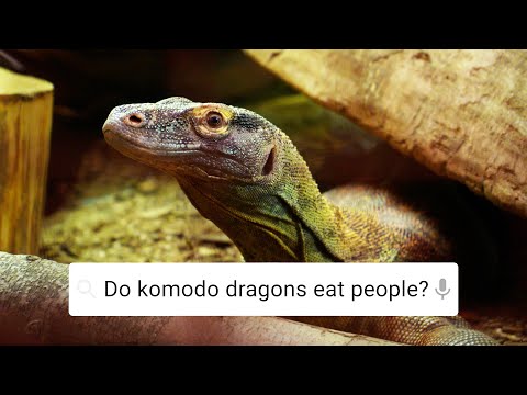 Do Komodo Dragons Eat Their Babies? | Weird Animal Searches | BBC Earth