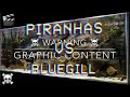 PIRANHA VS BLUEGILL AGAIN!! (WARNING! Graphic content)