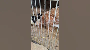 دجاج بنطام 