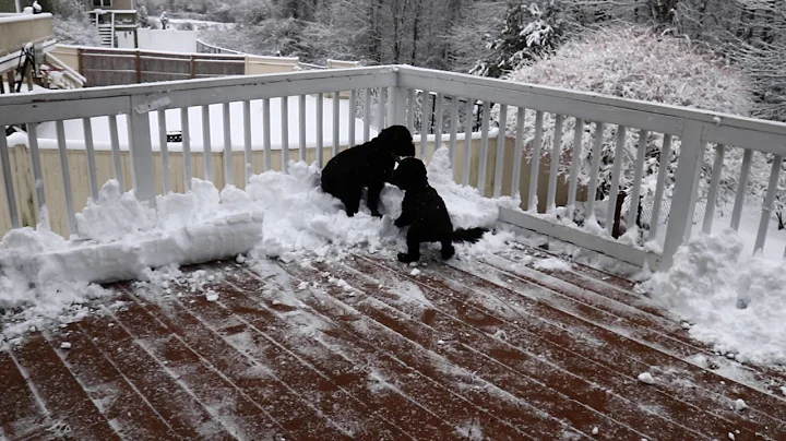 Murphy & Apollo playing in snow on the deck