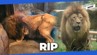‘Rib Lion’ Baram dies, 3 years since its rescue