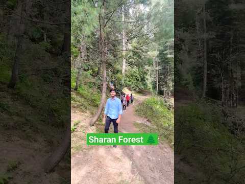 Beautiful Sharan Forest Shorts Ytshorts Viral Sharan