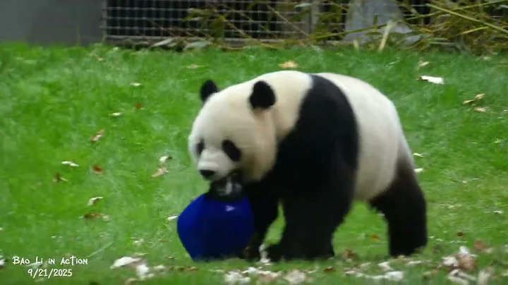 A Date With ** 🥏Bao Li 🥏 - PIE OF BAO LI  9/21/2025 Pt1