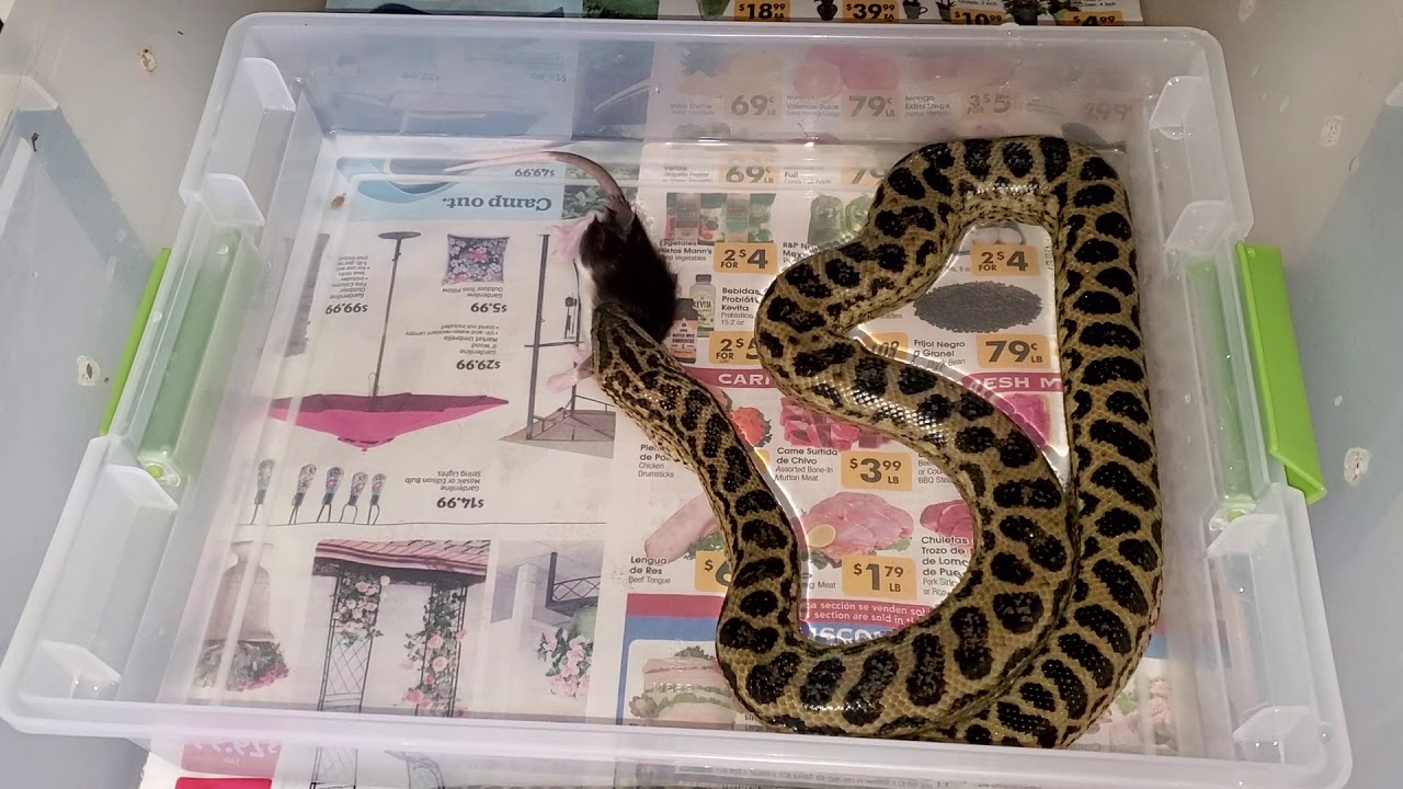 Beautiful view of Feeding Schedule For Yellow Anacondas