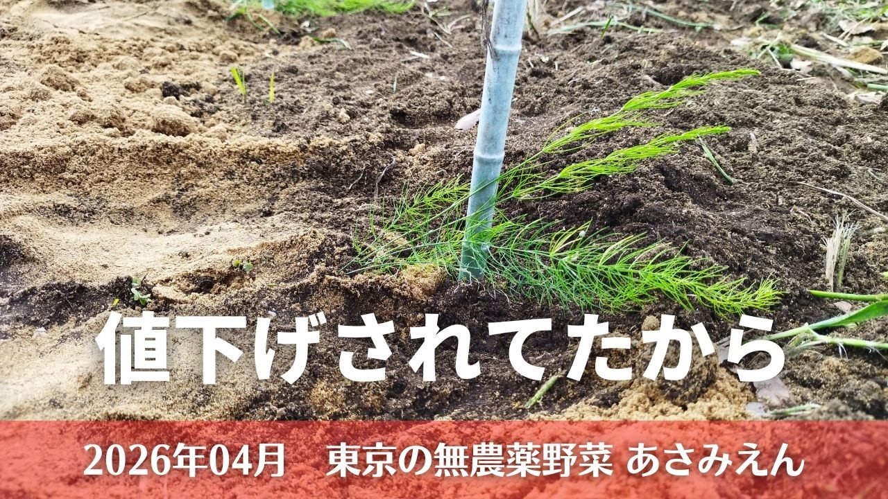 らくぺんアスパラ苗 ２４株 アスパラガスの苗を定植 2026年4月24日 - YouTube