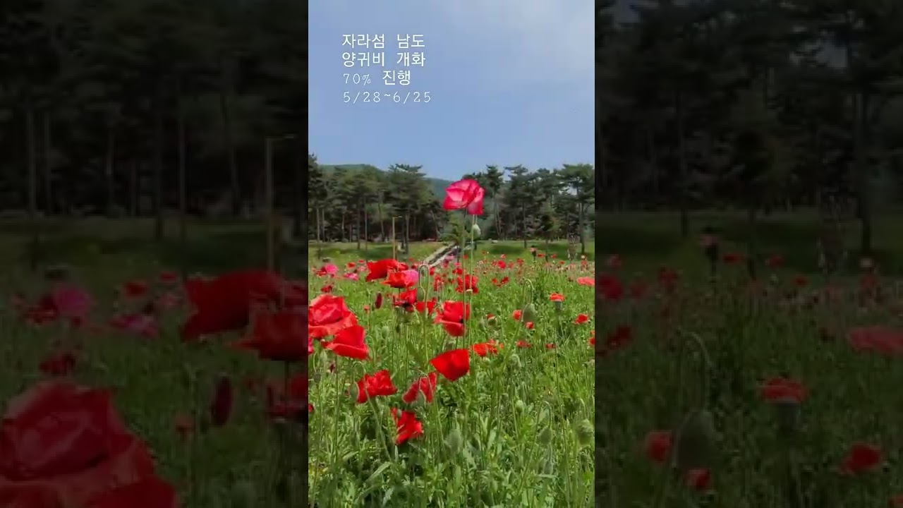 가평 자라섬 남도 꽃정원 70% 개화 #shorts