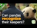 Panda Profile  Q&A Ep7 20161212 Can Pandas recognize their keepers  20161208 | iPanda