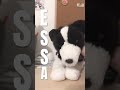 Essa #essa #foryou #puppy #stuffedanimal